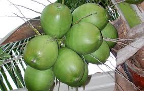 Tender Coconut Manufacturer Supplier Wholesale Exporter Importer Buyer Trader Retailer in Margao Goa India